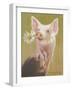 Life as a Pig IV-Carolyne Hawley-Framed Art Print