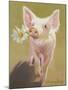 Life as a Pig IV-Carolyne Hawley-Mounted Art Print