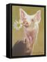 Life as a Pig IV-Carolyne Hawley-Framed Stretched Canvas