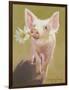 Life as a Pig IV-Carolyne Hawley-Framed Art Print