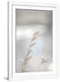 Gramercy White
