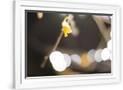 Gramercy White