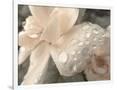 Gramercy White