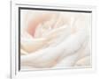 Gramercy White