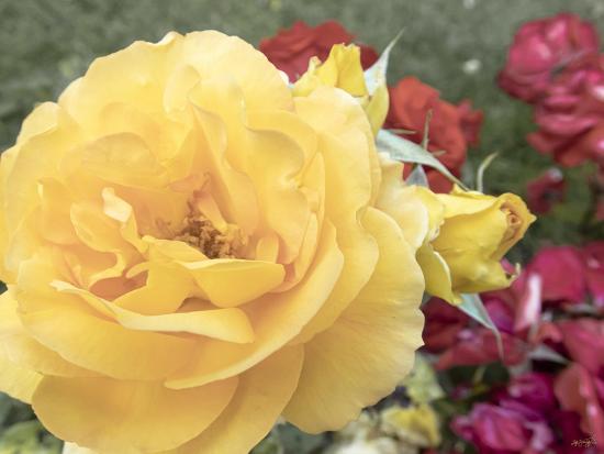 Premium Photographic Print, , large