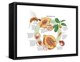 Life Cycle of the Fig Wasp (Agaonidae). Insects, Biology-Encyclopaedia Britannica-Framed Stretched Canvas