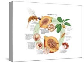 Life Cycle of the Fig Wasp (Agaonidae). Insects, Biology-Encyclopaedia Britannica-Stretched Canvas