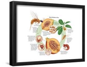 Life Cycle of the Fig Wasp (Agaonidae). Insects, Biology-Encyclopaedia Britannica-Framed Poster