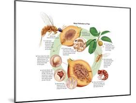 Life Cycle of the Fig Wasp (Agaonidae). Insects, Biology-Encyclopaedia Britannica-Mounted Poster