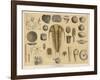 Life-Forms of the Paleozoic Epoch-Ferdinand Von Hochstetter-Framed Art Print