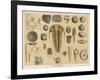 Life-Forms of the Paleozoic Epoch-Ferdinand Von Hochstetter-Framed Art Print