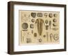 Life-Forms of the Paleozoic Epoch-Ferdinand Von Hochstetter-Framed Art Print