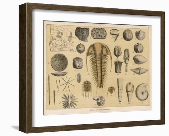 Life-Forms of the Paleozoic Epoch-Ferdinand Von Hochstetter-Framed Art Print