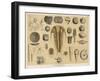 Life-Forms of the Paleozoic Epoch-Ferdinand Von Hochstetter-Framed Art Print