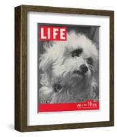 LIFE Glamour Dog Pooch 1944-null-Framed Art Print