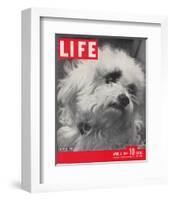 LIFE Glamour Dog Pooch 1944-null-Framed Art Print