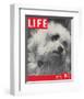 LIFE Glamour Dog Pooch 1944-null-Framed Art Print