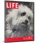 LIFE Glamour Dog Pooch 1944-null-Mounted Art Print