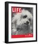 LIFE Glamour Dog Pooch 1944-null-Framed Art Print