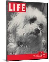 LIFE Glamour Dog Pooch 1944-null-Mounted Art Print