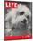 LIFE Glamour Dog Pooch 1944-null-Mounted Art Print