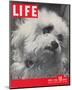 LIFE Glamour Dog Pooch 1944-null-Mounted Art Print