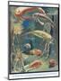 Life in Paleozoic Seas, Illustration from 'The Science of Life'-Leonard Robert Brightwell-Mounted Premium Giclee Print