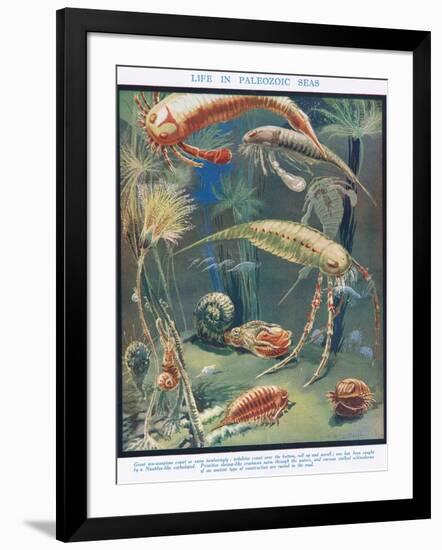 Life in Paleozoic Seas, Illustration from 'The Science of Life'-Leonard Robert Brightwell-Framed Giclee Print