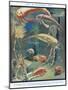 Life in Paleozoic Seas, Illustration from 'The Science of Life'-Leonard Robert Brightwell-Mounted Giclee Print