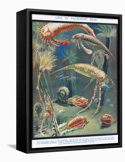 Life in Paleozoic Seas, Illustration from 'The Science of Life'-Leonard Robert Brightwell-Framed Stretched Canvas