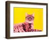 Life in technicolor-Anne Storno-Framed Giclee Print