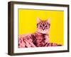 Life in technicolor-Anne Storno-Framed Giclee Print