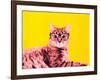 Life in technicolor-Anne Storno-Framed Giclee Print