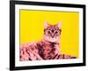 Life in technicolor-Anne Storno-Framed Giclee Print