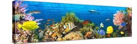 Life in the Coral Reef, Maldives-Pangea Images-Stretched Canvas