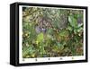 Life In The Jungle 1-Francois Ruyer-Framed Stretched Canvas