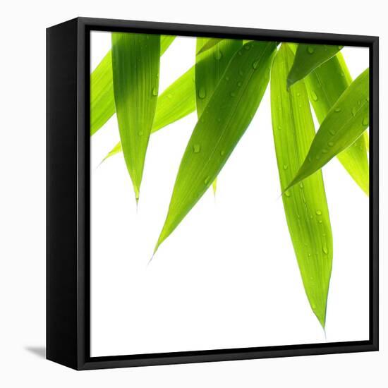 Life Is Green-Philippe Sainte-Laudy-Framed Stretched Canvas