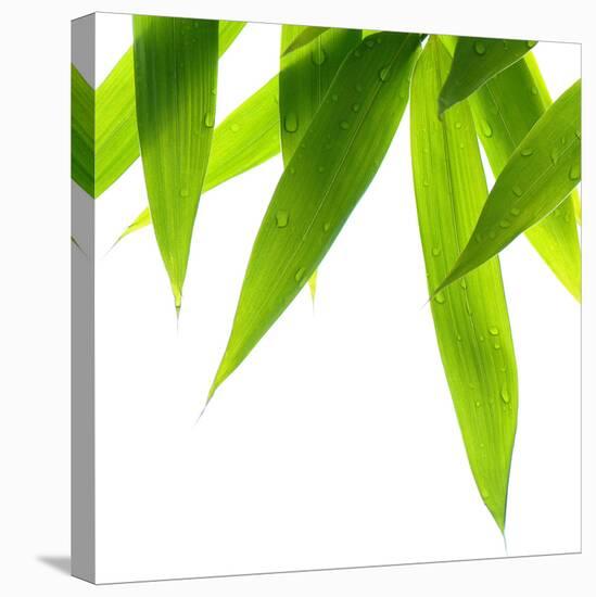 Life Is Green-Philippe Sainte-Laudy-Stretched Canvas