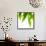 Life Is Green-Philippe Sainte-Laudy-Framed Stretched Canvas displayed on a wall