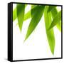 Life Is Green-Philippe Sainte-Laudy-Framed Stretched Canvas