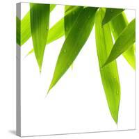 Life Is Green-Philippe Sainte-Laudy-Stretched Canvas