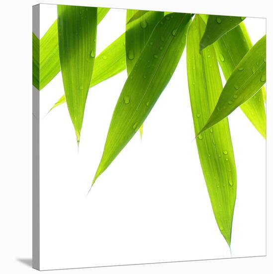 Life Is Green-Philippe Sainte-Laudy-Stretched Canvas