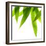 Life Is Green-Philippe Sainte-Laudy-Framed Premium Photographic Print