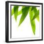 Life Is Green-Philippe Sainte-Laudy-Framed Premium Photographic Print