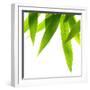 Life Is Green-Philippe Sainte-Laudy-Framed Premium Photographic Print