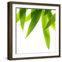 Life Is Green-Philippe Sainte-Laudy-Framed Photographic Print