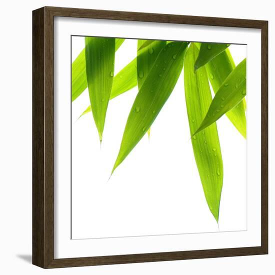 Life Is Green-Philippe Sainte-Laudy-Framed Photographic Print