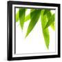 Life Is Green-Philippe Sainte-Laudy-Framed Photographic Print