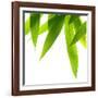 Life Is Green-Philippe Sainte-Laudy-Framed Photographic Print