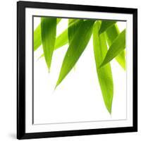 Life Is Green-Philippe Sainte-Laudy-Framed Photographic Print